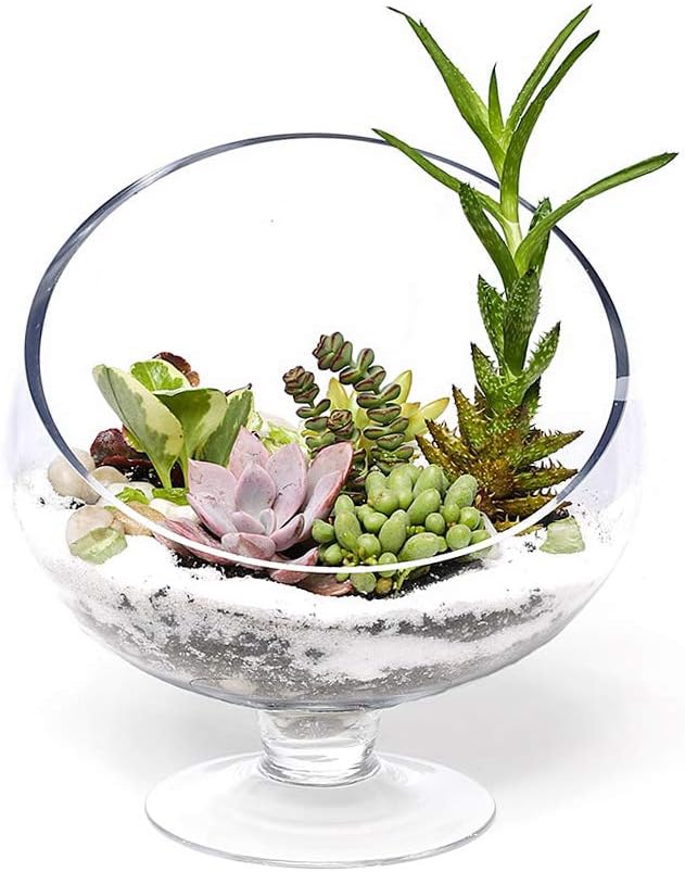 WGV Slant Cut Bowl Glass Vase Bulk with Stand, Width 6.5", Height 7", Clear Planter Terrarium, Candy Dish, Fruit Jar for Wedding Party Event, Home Office Decor, 8 Pieces