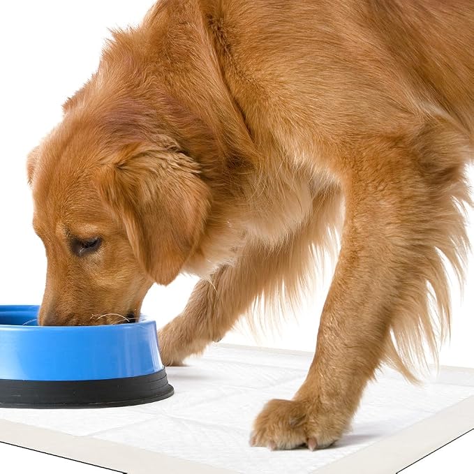 OUT! PetCare Large Dog Pee Pads, Leak Proof Training Pads, 21x21, 50 Count | Doggy Pee Pads, Leak Proof, Odor Control, Extra Absorbent, Potty Training, Housebreaking, Crate Training, Travel Use