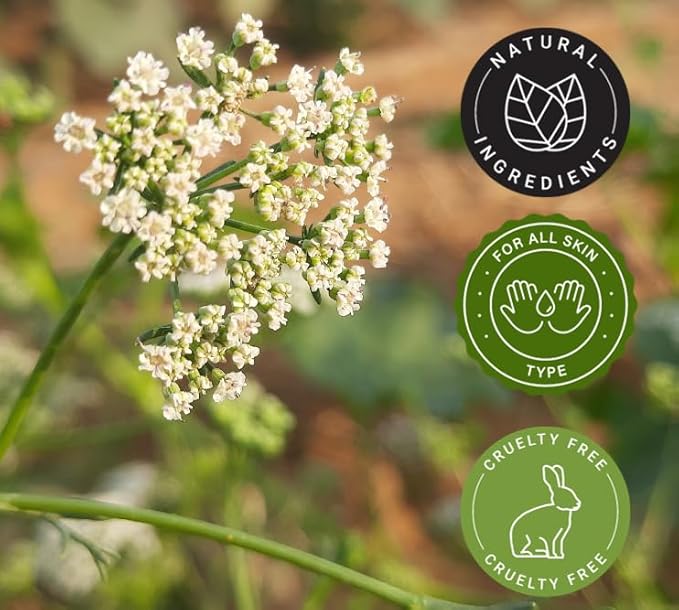 Ajowan Seed Essential Oil - 16 fl oz - Aluminum Bottle w/Locking Cap - GreenHealth