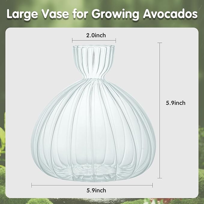 Large Avocado Grow Vase Glass Striped Acorn Seed Starter Vase for Growing | Premium Glass Avocados Growing Vases, Clear Avocados Pit Planter Pot, Ideal for Gardening Lover Indoor Hydroponics