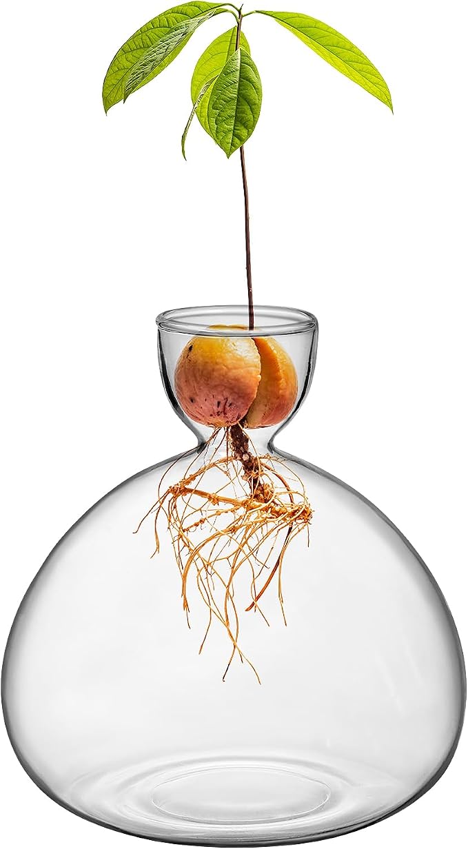 Large Avocado Grow Vase Glass Acorn Seed Starter Vase Planter for Growing | Premium Glass Avocado Growing Vases, Clear Avocado Pit Planter, Transparent Bulb Vase, Ideal for Gardening Indoor Hydroponics