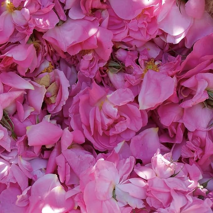 Aromatics International Rose Otto Damascena Hydrosol 100ml | Floral Rosy Natural Aromatic Mist for Skin, Home & Daily Use