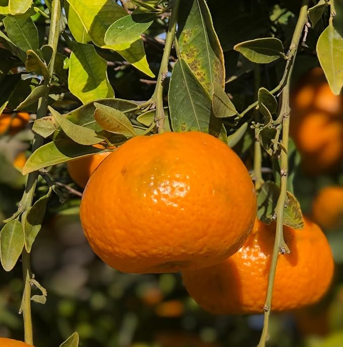 Orange Essential Oil - Direct from Citrusmade in Sicily- Aceite de Naranja Dulce for Home Care, Skincare $ Aromatherapy - Premium Therapeutic Grade (22lbs)