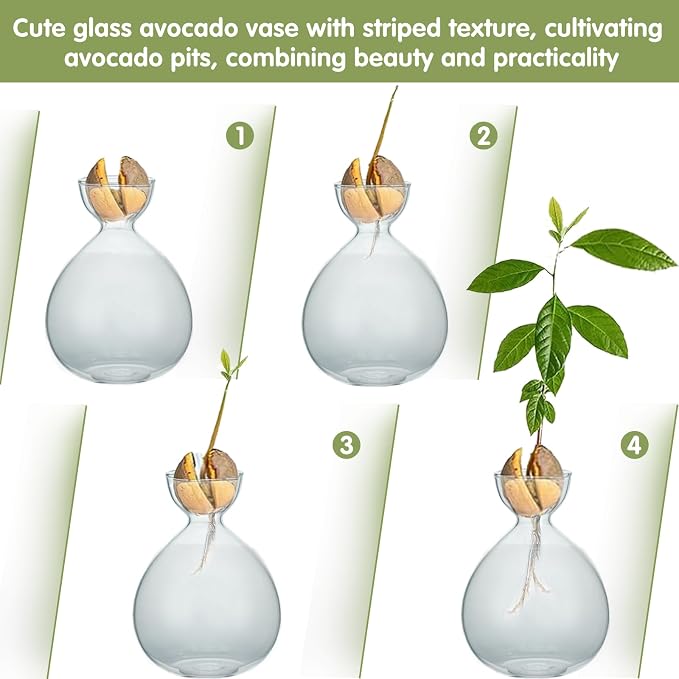2PCS Small Avocado Grow Vase Glass Acorn Seed Starter Vase Pot for Growing | Premium Glass Avocados Growing Vases, Clear Avocados Pit Planter Pot, Ideal for Gardening Lover Indoor Hydroponics