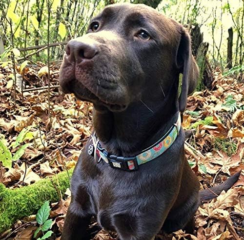 Max & Molly Smart ID Dog Collar with Gotcha! QR Safety Tag and Custom Pet Profile, Soft Padded Neoprene, Waterproof, Donuts, Medium (13-21")