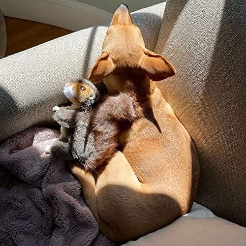 RUFFIN' IT Woodlands, Plush Squirrel, 6 in Squeaky Soft Stuffed, Dog Toy