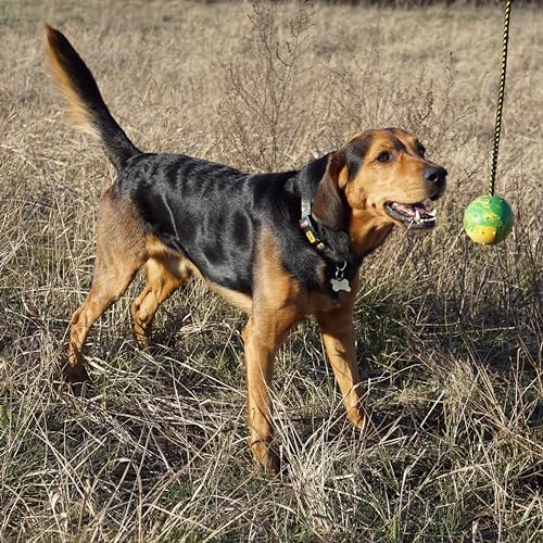 Dingo Dog Ball with Long Rope, Natural Rubber, Color May Vary 26in