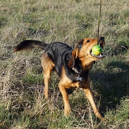 Dingo Dog Ball with Long Rope, Natural Rubber, Color May Vary 26in