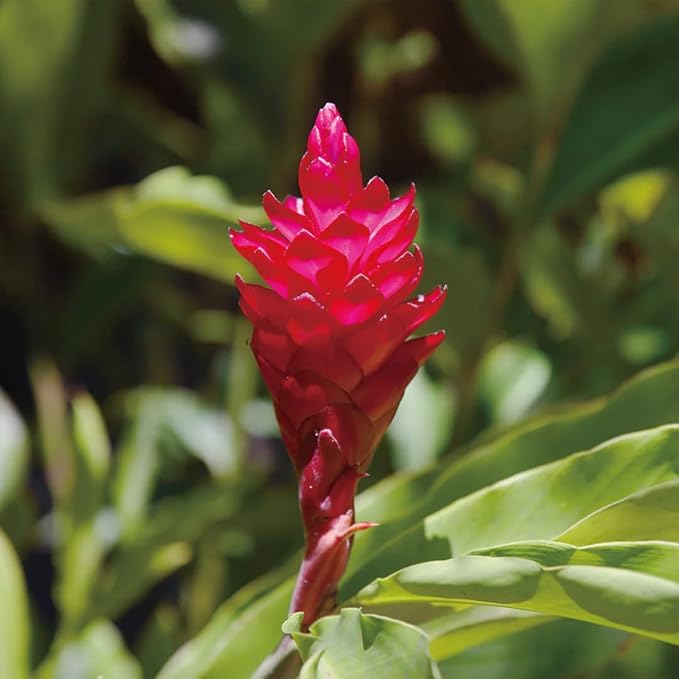 Aromatics International Ginger Hydrosol 100ml | Sweet Spicy Lemony Natural Aromatic Mist for Home, Body & Daily Use