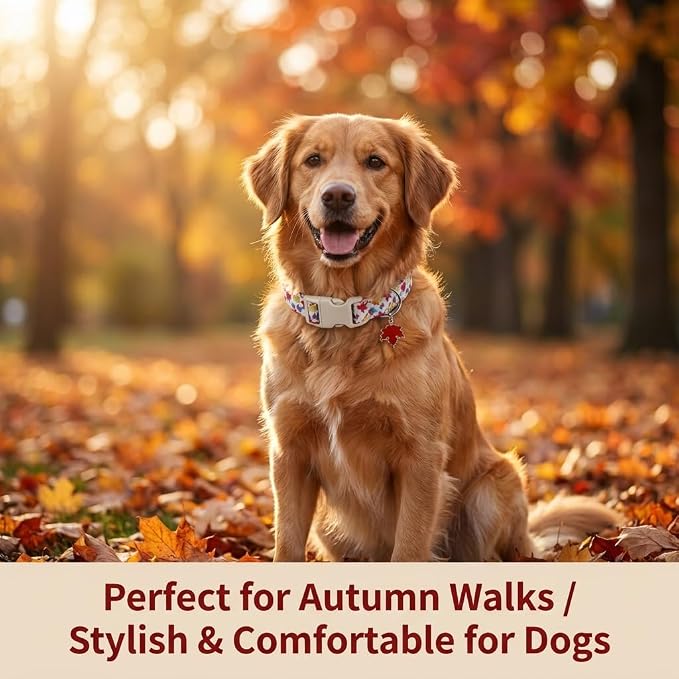 Fall Dog Collar, Dog Collar for Medium Dogs, M