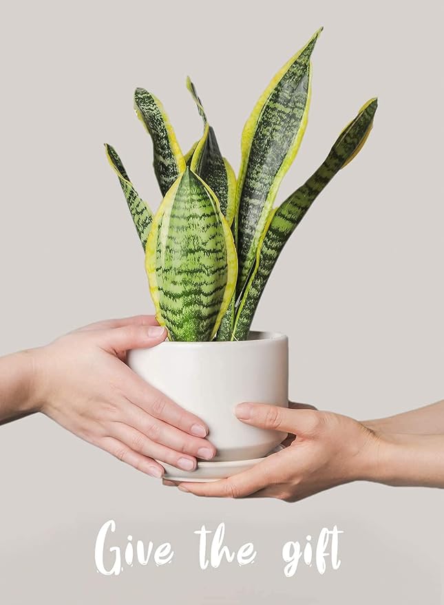 LE TAUCI Ceramic Pots for Plants, 4.3+5.3+6.8 Inch Plant Pots, Indoor Planters with Drainage Hole and Saucer for Succulents, Herbs and Flowers, Set of 3, Satin, White