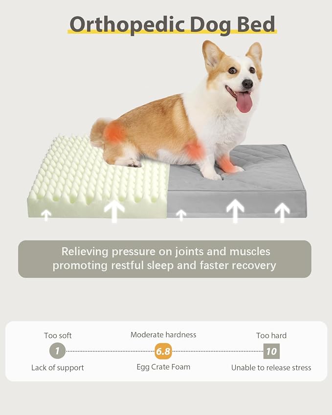 NUPIDA Orthopedic Small Dog Bed for Crate with Washable Cover, 23x17, Grey | Cat Puppy Kennel Pad, Egg-Crate Foam, Cozy Velvet Pet Mattress, TPU Waterproof Layer, Comfy Support, Non-Slip Bottom