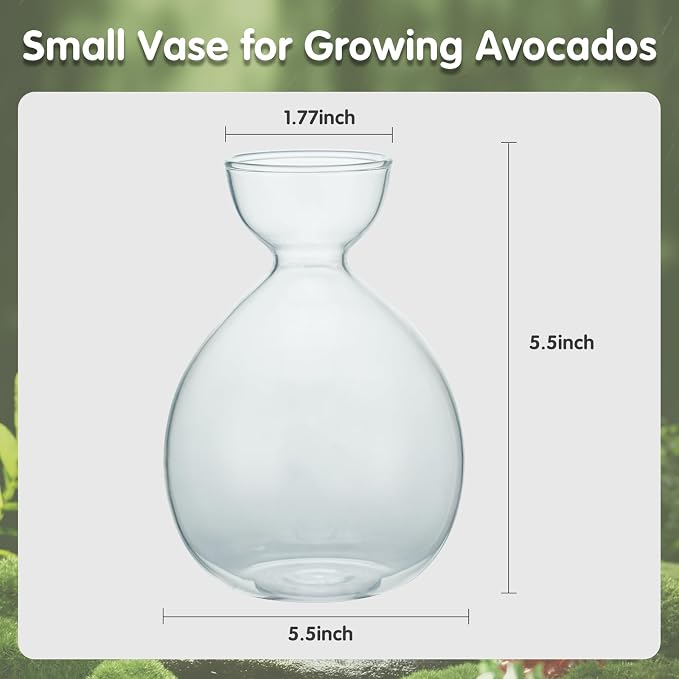 2PCS Small Avocado Grow Vase Glass Acorn Seed Starter Vase Pot for Growing | Premium Glass Avocados Growing Vases, Clear Avocados Pit Planter Pot, Ideal for Gardening Lover Indoor Hydroponics