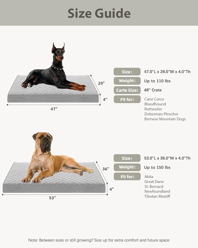 NUPIDA Orthopedic Jumbo Dog Bed for Crate with Washable Cover, 53x36, Grey | Egg-Crate Foam, Cozy Velvet Pet Mattress, TPU Waterproof Layer, Comfy Support, Anti-Slip Base Extra Large Breeds up to 150lbs