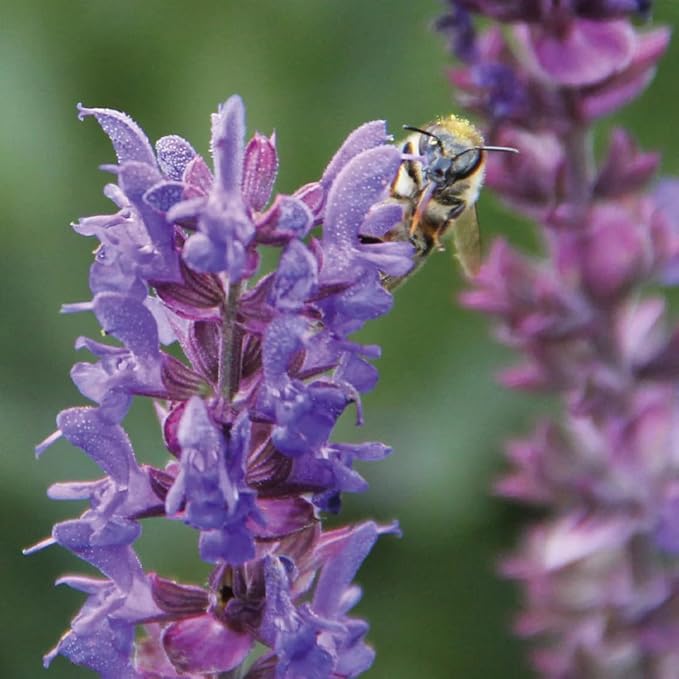 Aromatics International Hyssop Hydrosol 100ml | Herbal & Sweet Natural Aromatic Mist for Home & Daily Use