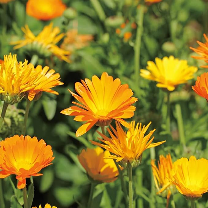 Aromatics International Calendula Hydrosol 100ml | Sweet & Light Natural Aromatic Mist for Skin, Home & Daily Use