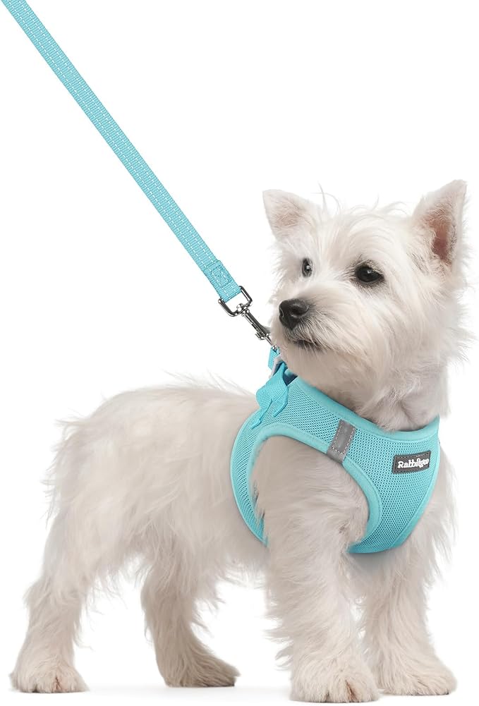 rabbitgoo Dog Harness Small Sized and Leash Set, Step-in Puppy Pet Vest | Light, Soft, Breathable Air Mesh, Easy on and Remove with Hook & Loop, Secure Reflective for Walking, Mint Blue S