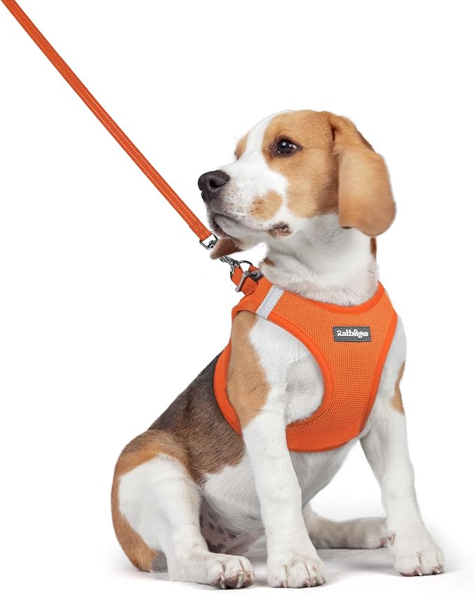 rabbitgoo Dog Harness Medium Sized and Leash Set, Step-in Puppy Pet Vest | Light, Soft, Breathable Air Mesh, Easy on and Remove with Hook & Loop, Secure Reflective for Walking, Orange L