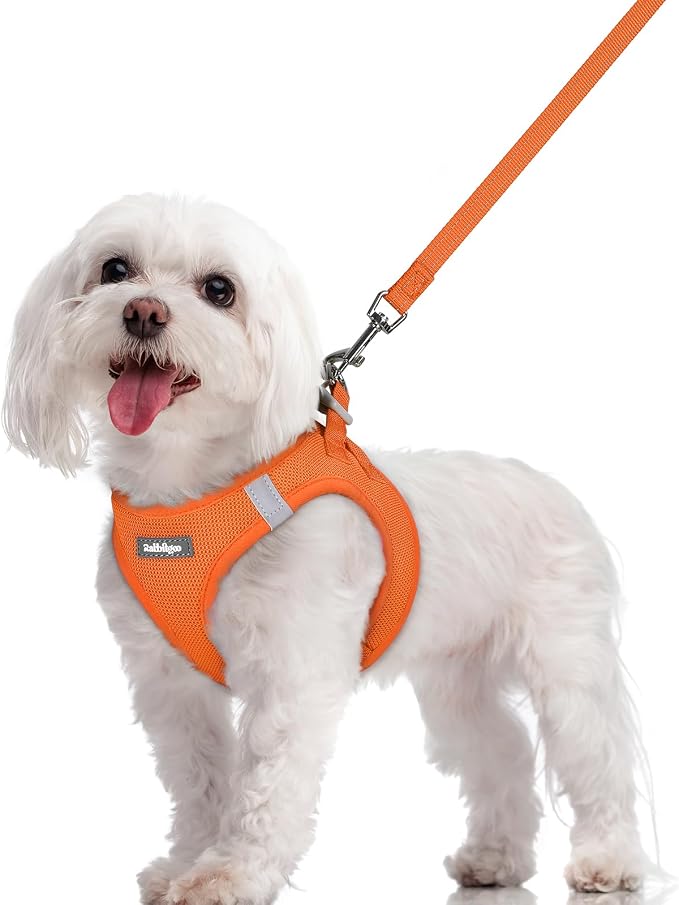 rabbitgoo Dog Harness Small Sized and Leash Set, Step-in Puppy Pet Vest | Light, Soft, Breathable Air Mesh, Easy on and Remove with Hook & Loop, Secure Reflective for Walking, Orange M