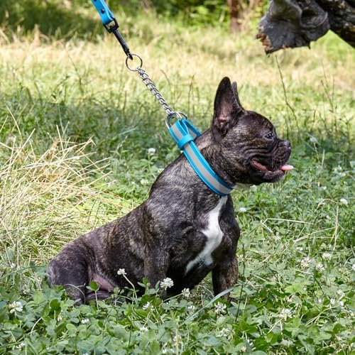 Dogline Reflective Martingale Collar for Dogs with Quick Release Buckle – Biothane Dog Collar with Herm Sprenger Assembly Chain – Waterproof No Pull Dog Collar, L 20”-26”, Cerulean Blue