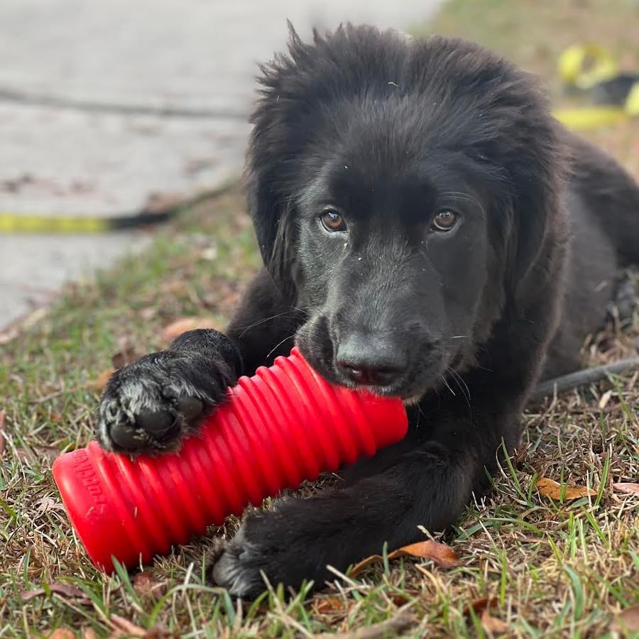Krunch'ems Large Crunchy Crinkle Dog Toy for Aggressive Chewers