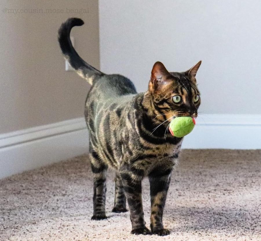 munchiecat Olive Cat Toy Set - 2-Piece Organic Catnip Toys with Soft Rattle, Perfect for Batting & Rolling - Designed for Cats, Ideal Gift for Cat Lovers