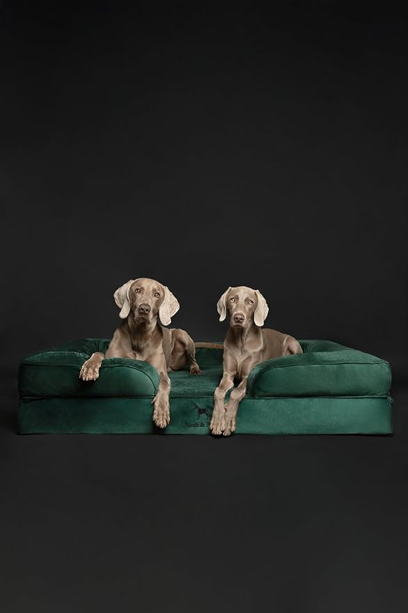 NOAH & PAW Giant Dog Bed XXL, 55x45x11 Inch, Orthopedic Dog Beds, Eggshell Memory Foam Infused with Cooling Gel, Inner Cover, Water Resistant, Machine Washable (Velvet Sofa Collection)