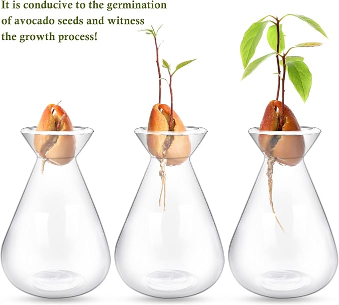 2 Pieces Avocado Seed Starter Vases, Avocados Tree Growing Kit Acorn Bulb Vase Grow Glass Avocado Pit Planter Pot Clear Hydroponics Container for Gardening Lover