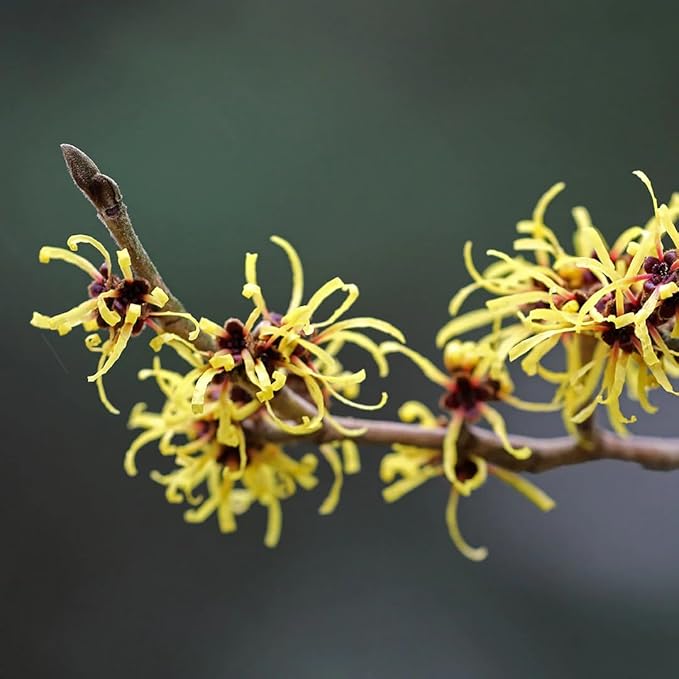 Aromatics International Witch Hazel Hydrosol 100ml | Herbal Multi-Purpose Natural Aromatic Mist for Skin, Home & Daily Use