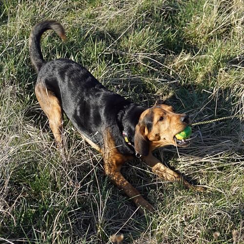 Dingo Dog Ball with Long Rope, Natural Rubber, Color May Vary 26in