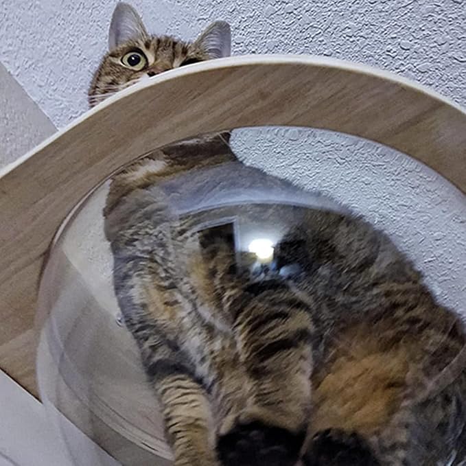Cat Wall Shelves Wood for Large Cats,Wall Cat Bed Bubble House, Cat Wall Beds Furniture for Indoor Cats Large Size, Cat Perch Transparent Capsule Bed Cat Steps (Capsule Bed Set-1L)