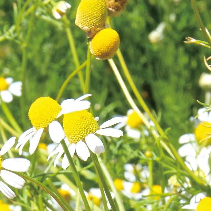 Aromatics International German Chamomile Hydrosol 100ml | Sweet & Fresh Herbal Aromatic Mist for Skin Soothing, Aromatherapy & Daily Use