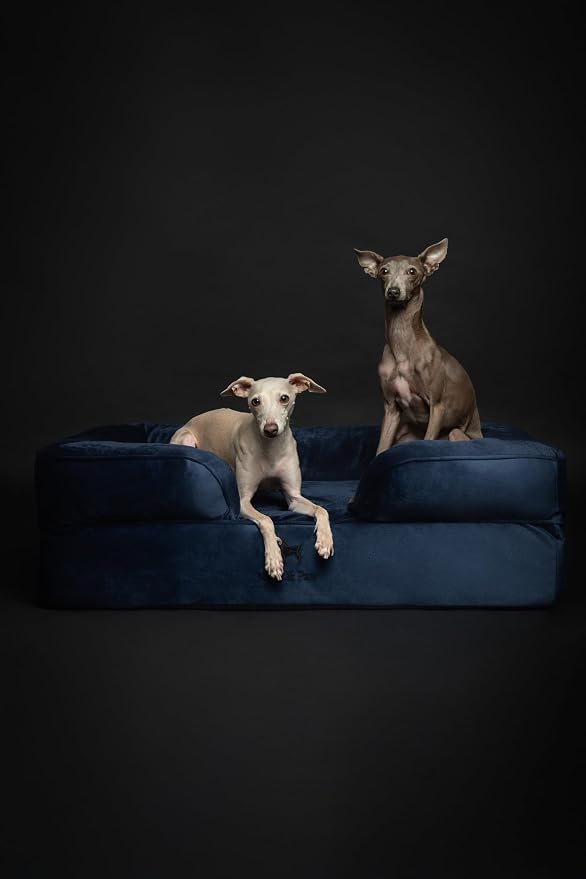 NOAH & PAW Large Dog Bed, 35x25x11 Inch, Orthopedic Dog Beds, Eggshell Memory Foam Infused with Cooling Gel, Inner Cover, Water Resistant, Machine Washable (Velvet Sofa Collection)