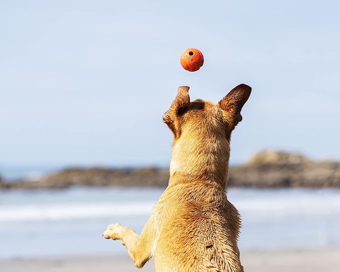 Chuckit! Fetch Pack Dog Ball Dog Toys, Medium (2.5 Inch), for Medium Breeds, Includes Erratic, Strato and Ultra Squeaker Balls, 3 Count (Pack of 12)