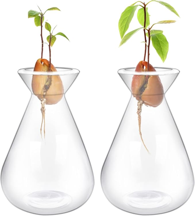 2 Pieces Avocado Seed Starter Vases, Avocados Tree Growing Kit Acorn Bulb Vase Grow Glass Avocado Pit Planter Pot Clear Hydroponics Container for Gardening Lover