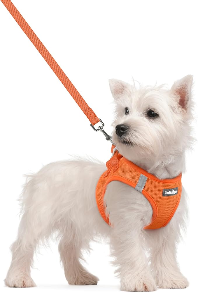 rabbitgoo Dog Harness Small Sized and Leash Set, Step-in Puppy Pet Vest | Light, Soft, Breathable Air Mesh, Easy on and Remove with Hook & Loop, Secure Reflective for Walking, Orange S