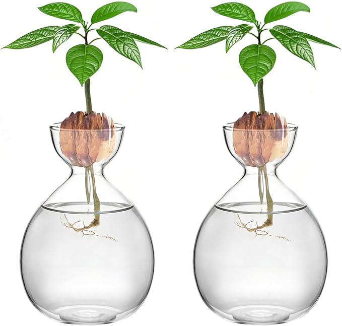 2PCS Small Avocado Grow Vase Glass Acorn Seed Starter Vase Pot for Growing | Premium Glass Avocados Growing Vases, Clear Avocados Pit Planter Pot, Ideal for Gardening Lover Indoor Hydroponics