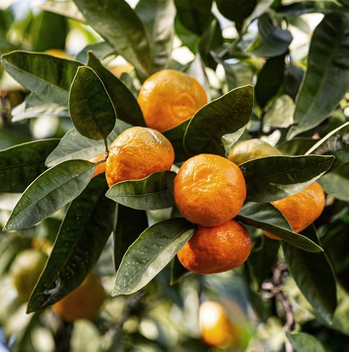 Tangerine Essential Oil - Direct from Citrusmade Italy - Cold Pressed - Aceite Esencial de Mandarina for Aromatherapy, Massage, Diffuser, DIY Candle and Soap Making - 2lbs