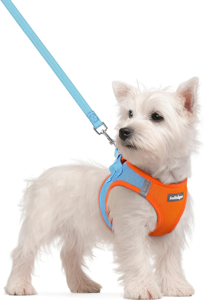 rabbitgoo Dog Harness Small Sized and Leash Set, Step-in Puppy Pet Vest | Light, Soft, Breathable Air Mesh, Easy on and Remove with Hook & Loop, Secure Reflective for Walking, Blue & Orange S