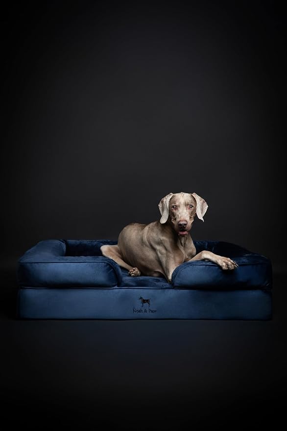 NOAH & PAW XL Dog Bed, 45x35x11 Inch, Orthopedic Large Dog Beds, Eggshell Memory Foam Infused with Cooling Gel, Inner Cover, Water Resistant, Machine Washable (Velvet Sofa Collection)