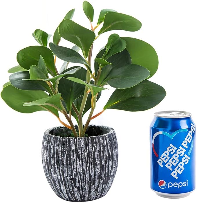 AlphaAcc Fake Faux Fiddle Leaf Fig Cement Planter Housewarming Desk Decor | Real looking and touching evergreen fiddle leaf fig with black cement planter ideal housewarming office desk home decor