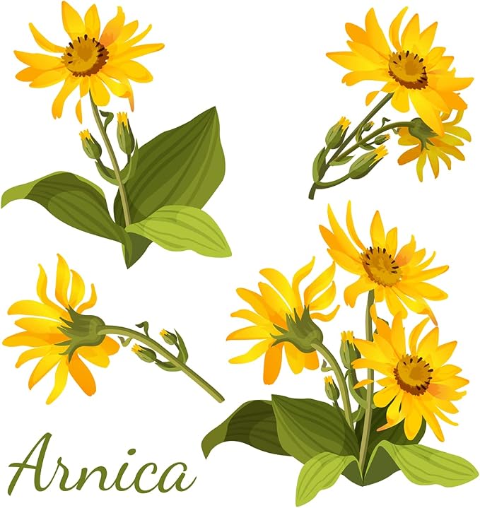 All-Natural Arnica Muscle Relief Massage Oil - 4 oz | Plant-Based Topical Swelling and bruising Relief, Essential Oils & Menthol soothes and Cools Sore Muscles, Hypoallergenic Made in USA