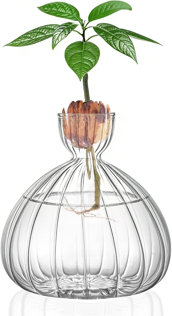 Large Avocado Grow Vase Glass Striped Acorn Seed Starter Vase for Growing | Premium Glass Avocados Growing Vases, Clear Avocados Pit Planter Pot, Ideal for Gardening Lover Indoor Hydroponics