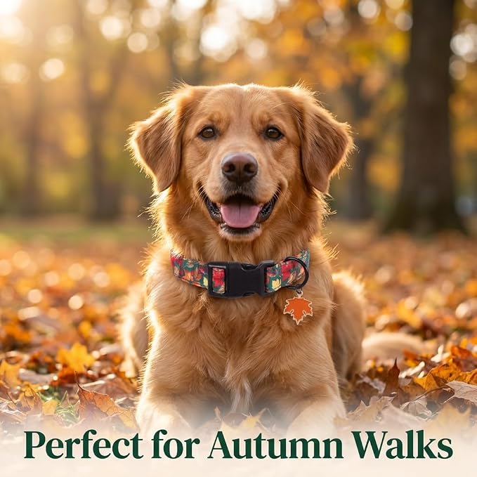 Fall Dog Collar, Puppy Collar for Extra Small Breeds, XS