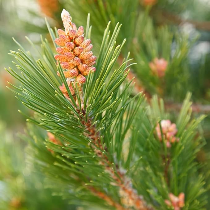 Aromatics International Premium Organic Norway Pine Essential Oil 5ml | 100% Pure Essential Oil for Diffusion, Aromatherapy & Wellness Use