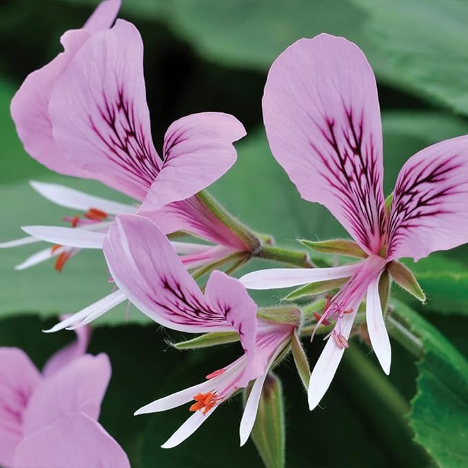 Aromatics International Rose Geranium Hydrosol 100ml | Sweet Floral Rosy Natural Aromatic Mist for Home, Body & Daily Use