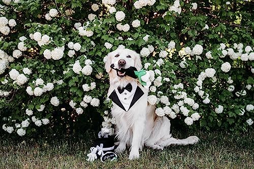 ZippyPaws Burrow Interactive Dog & Puppy Toys for Boredom- Wedding Ring Box
