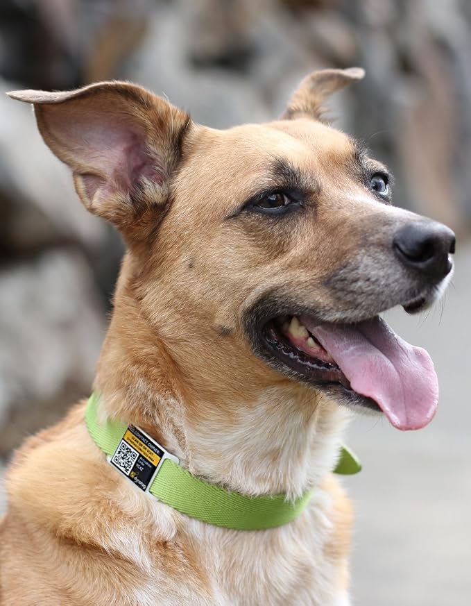 Dynotag® Web Enabled Super Pet ID Smart Tag. Slider Style w. DynoIQ™ & Lifetime Recovery Service (Open Slot, Tag only, for 1 inch Collar Band)