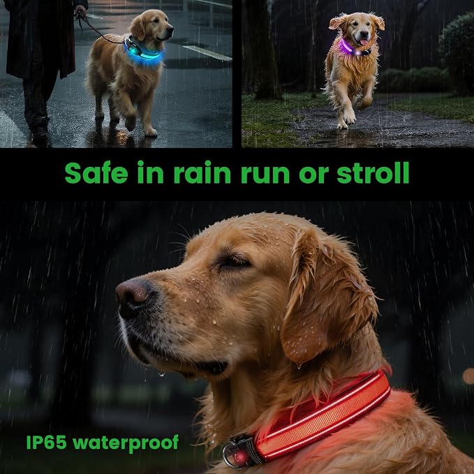 Auto Light Up Dog Collar - Smart Safety Night Collar with Motion Sensor - Auto-On in Dark - USB-C Rechargeable - 3 Day Runtime- IP65 Waterproof - M