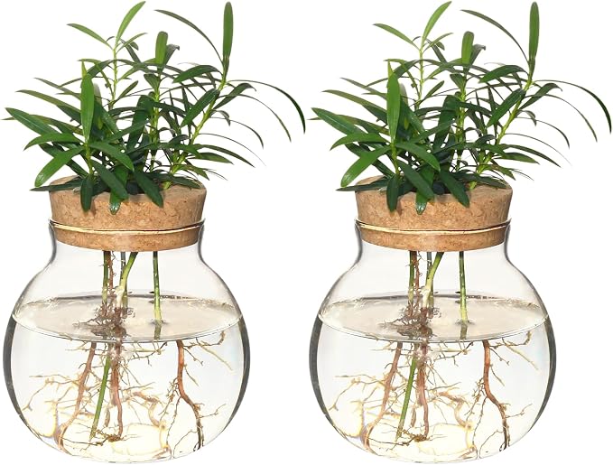 Plant Propagation Station,Hydroponic Terrarium Vase,Desktop Glass Planter Station,for Houses,Garden Decorations,ropagating Hydroponic Plants,Centerpiece Office,Home Garden Decor (2)
